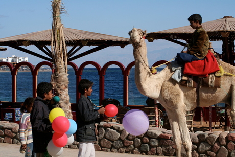Portret van een kameel?