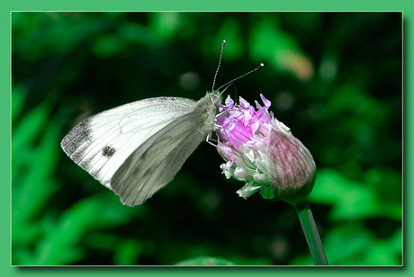 Wit Vlindertje (2)
