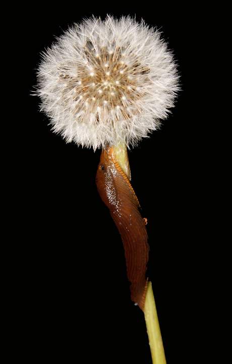 paardenbloem pluizenbol