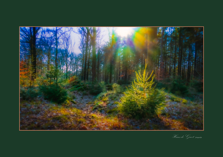 Dennenboom in avondzon