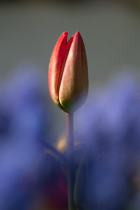 Eén tulp voor het lente gevoel