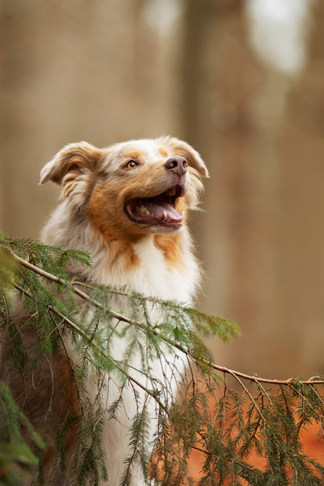 Knappe Koda tijdens de workshop