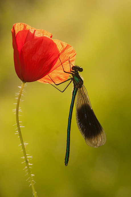 Beauty on the rose!