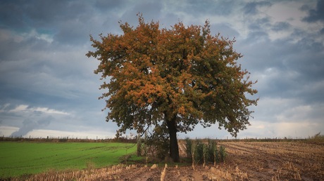 Coenen boom