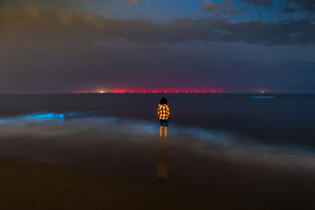 Zeevonk in Petten