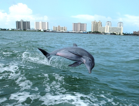 Dolfijnen spotten Clearwater Beach