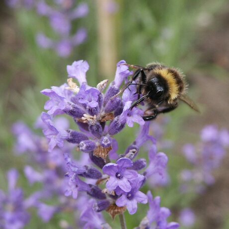 Lavendel met hommel