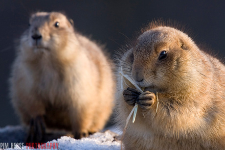 Prairie dogs