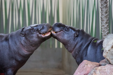 Pygmy Hippopotamus verliefd op andere PygmyHhippopotamus