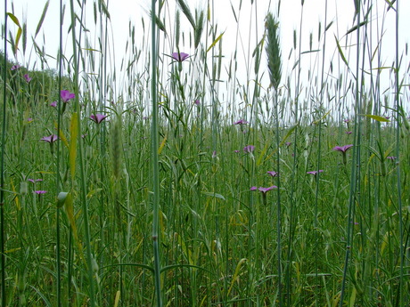 Verscholen in het gras