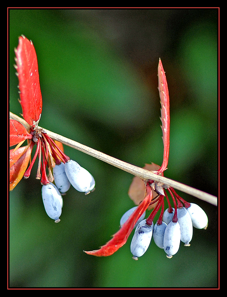 Berberis