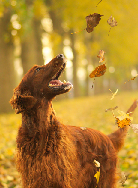 Dogs do smile.....my happy dog!