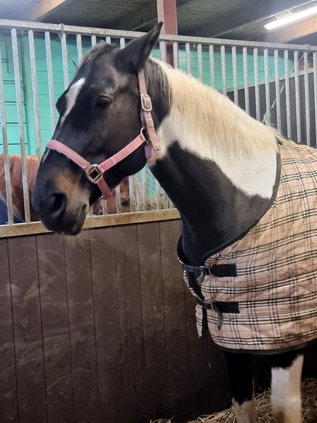 paard