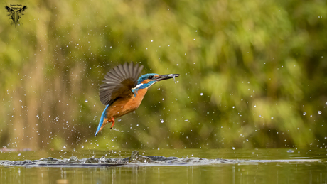 ijsvogel