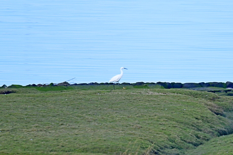 Kleine zilverreiger