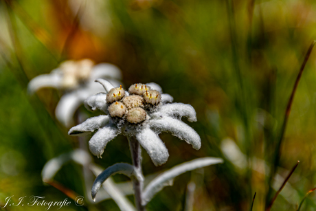 Edelweiss