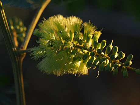 Acacia mearnsii milfontes 02-01-14.jpg