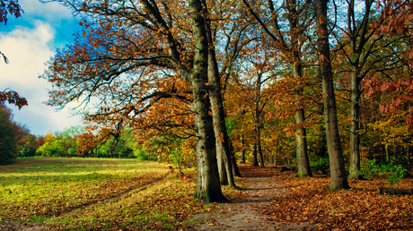 Herst in het Spanderswoud