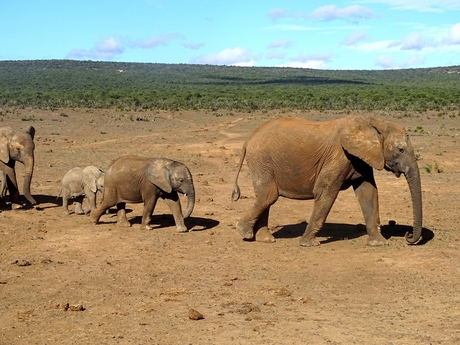 familie olifant