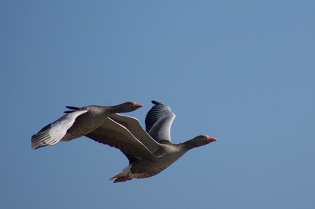 2 gansen in vlucht