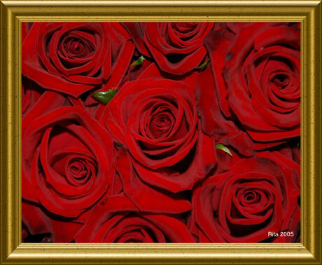 Roses of Rita