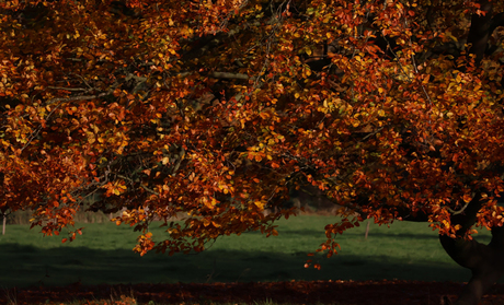 Prachtige herfsttaferelen op Twickel