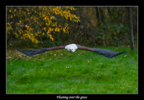 Floating over the grass