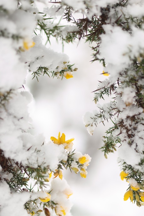 Geel en sneeuw? Toch wel mooi!