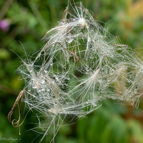 Distel op retour