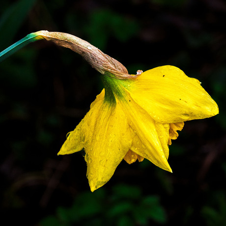 - Buigend voor de regen -