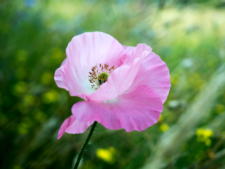 Pink lady...