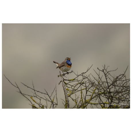 Uit volle blauwborst