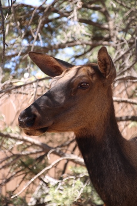 Animals of America