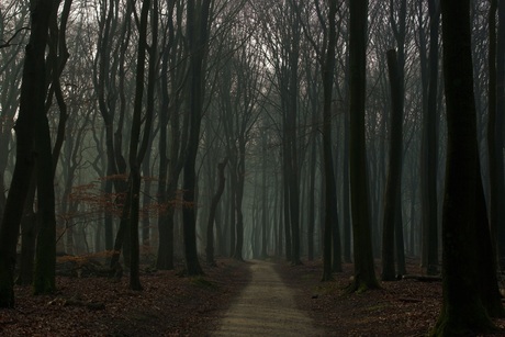 Het speulderbos met mist