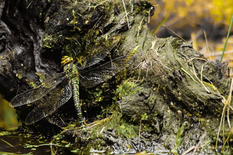 De blauwe glazenmaker.