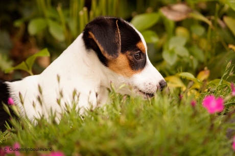 Jack Russel Terrier pup Paco