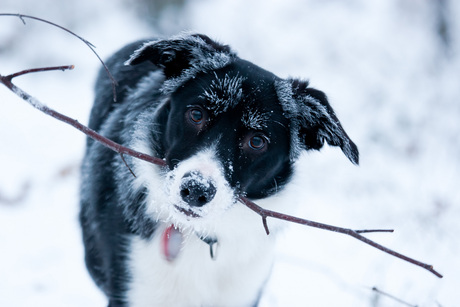 Brrrrr. Spelen?