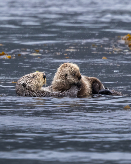 Zeeotter 