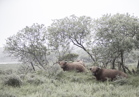 Schotse hooglanders in het gras