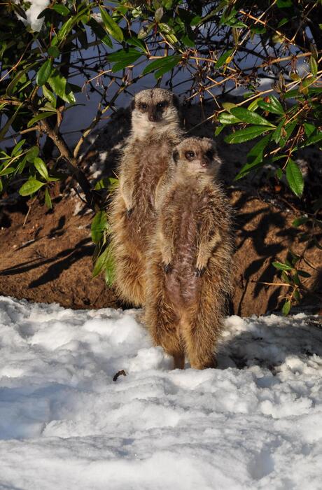 2 stokstaartjes in de sneeuw