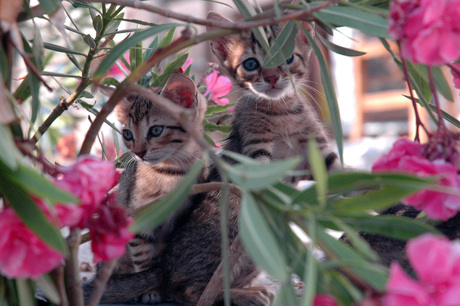 Katten en oleanders op Paros (Griekenland)