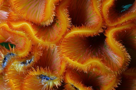 Bijzondere bloem