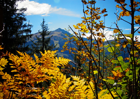 Herfstkleuren