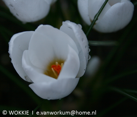 witte krokus