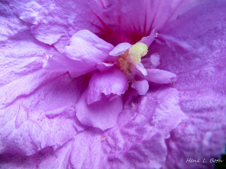 Hibiscus, lijkt wel een wolk