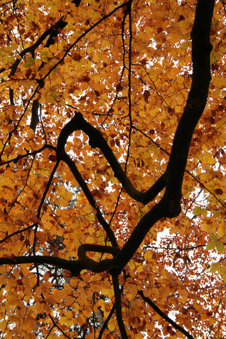 De herfst is gekomen