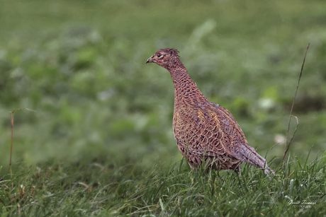 Vrouwtjes fazant (Hen)