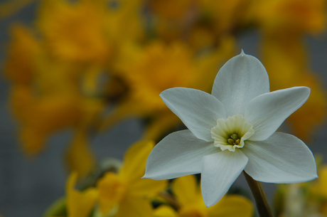 Heel klein narcisje