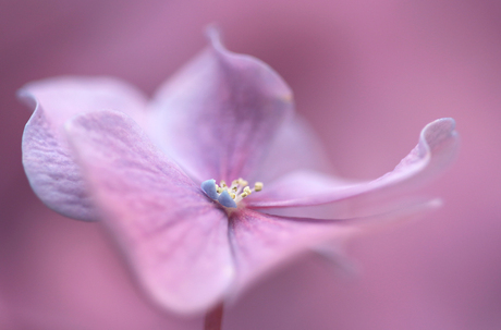 Hortensia