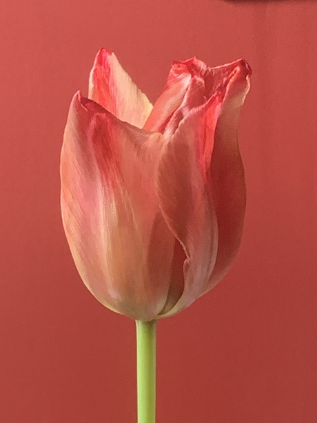 red tulip